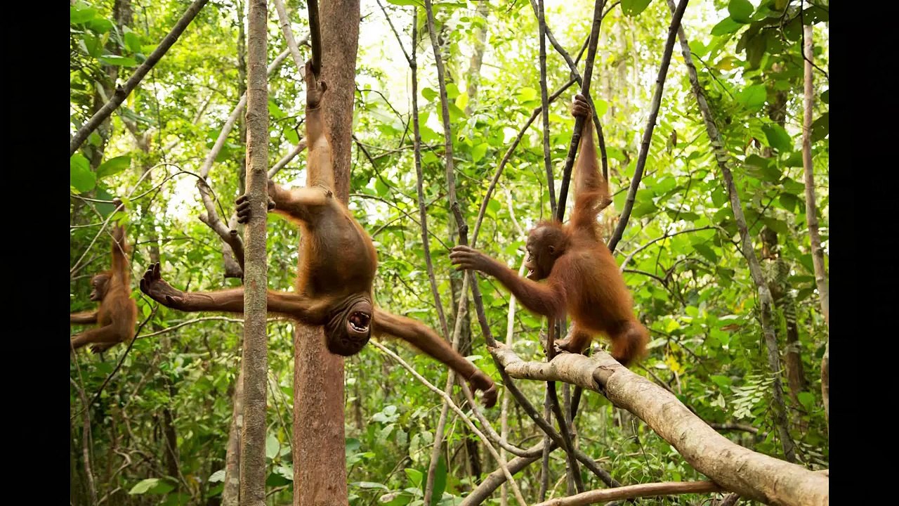 BUDI ORANGUTAN EXCLUSIVE UPDATE from VegFestUK Brighton