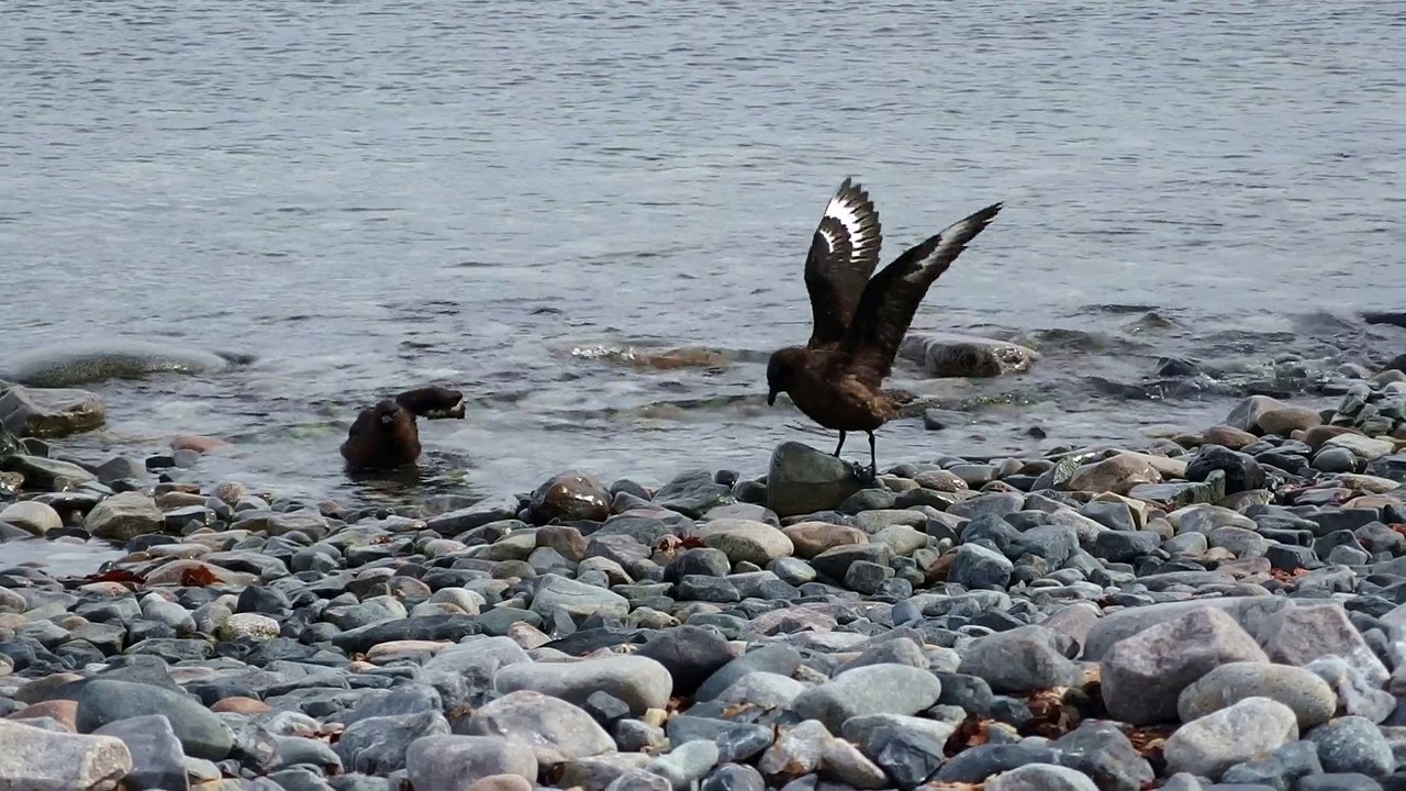 La toilette des skuas à Cuverville Island, Péninsule Antarctique, février 2015