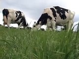 Cows grazing in late June