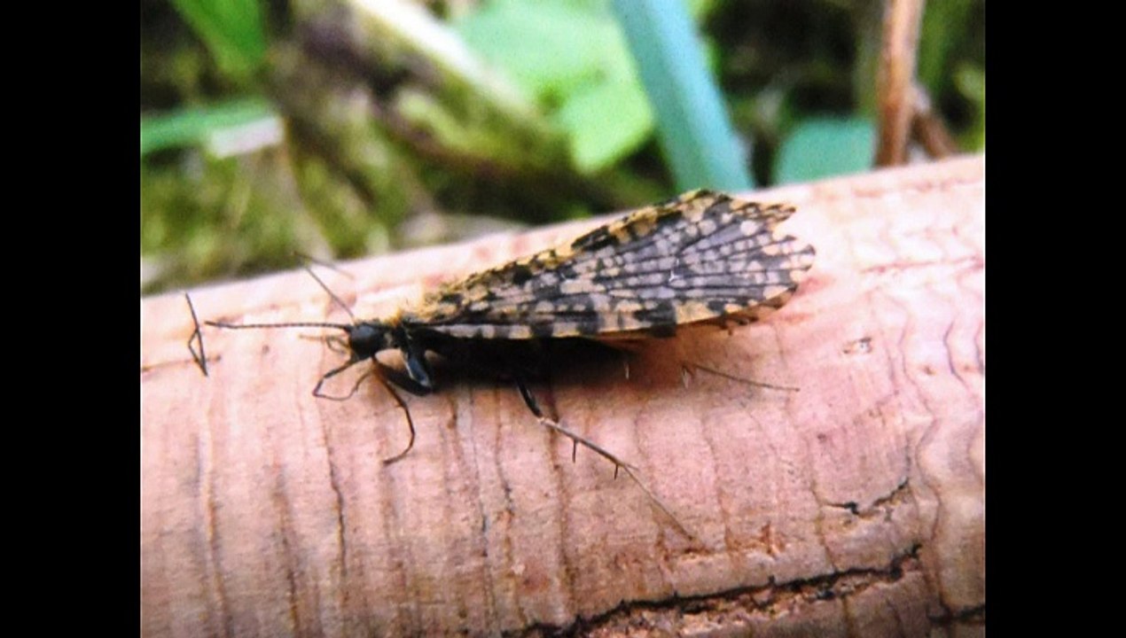 MARS 2015 ouverture peche