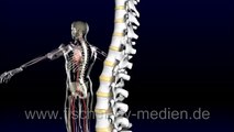 Die Wirbelsäule - kurz und bündig - Spinal Column