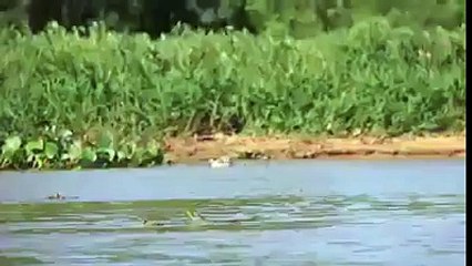 Jaguar Timsahı Avladı