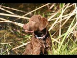 Morgan the Chesapeake Bay Retriever