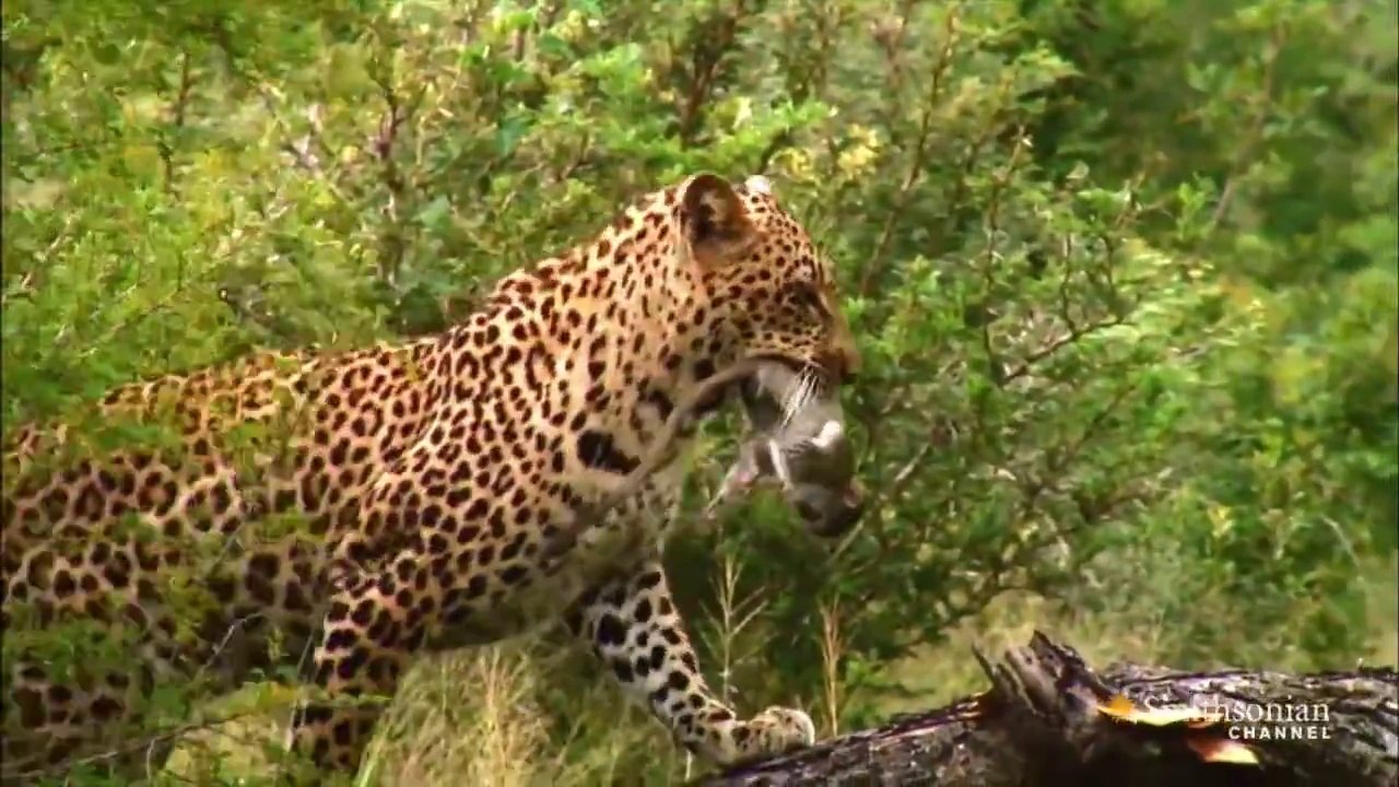 Leoparin Acimasiz Avi Dailymotion Video