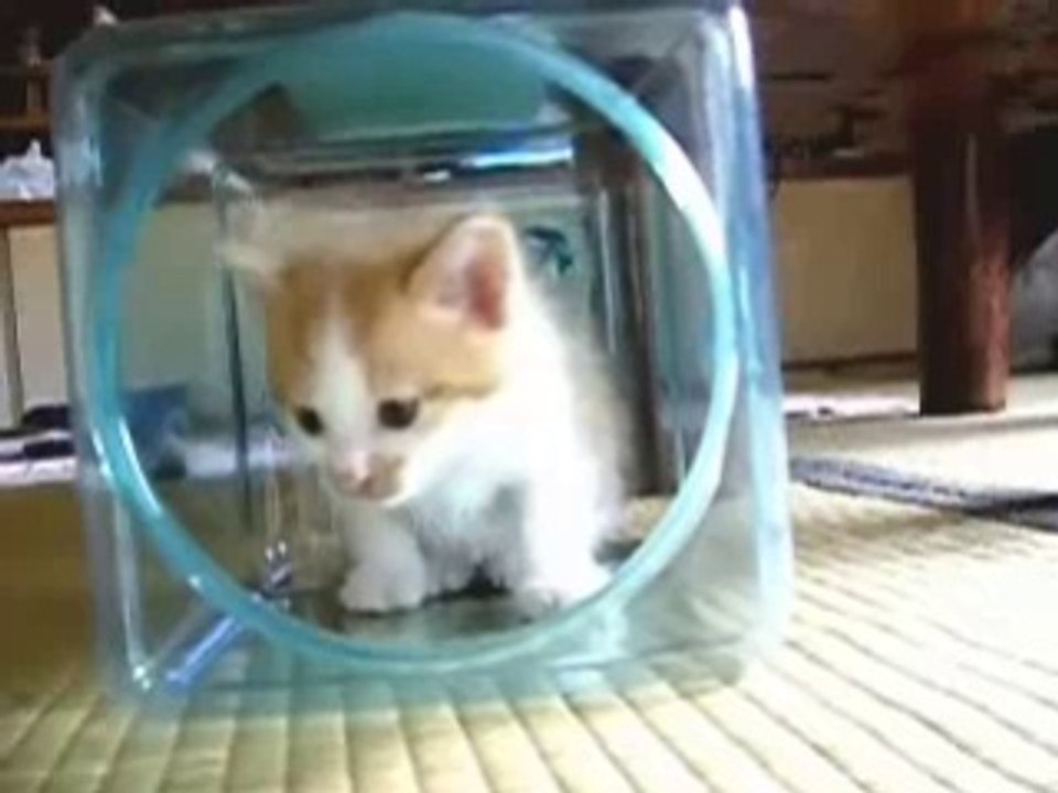 きょうもあしたも、ねこねこ動画３-a
