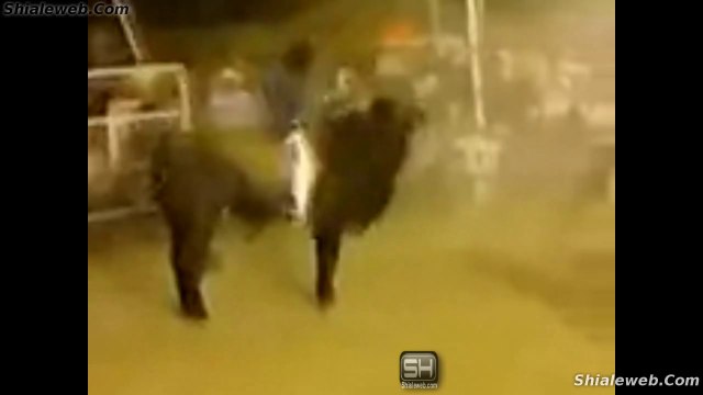 SUPER JARIPEO EXTREMO PERLA LA CANDELARIA STA MARIA ILUCAN MEXICO EXPERTOS JINETES MONTAN TOROS DE LA MEJOR GANADERIA CON ESPUELA REGLAMENTARIA MARZO 2015