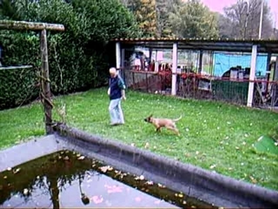 Apprentissage de la marche au pied au clicker training !