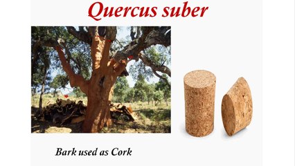 Callus Formation/ Types of Plant Movements