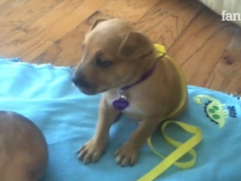 Il bimbo dorme e guardate cosa fa questo tenero cucciolo