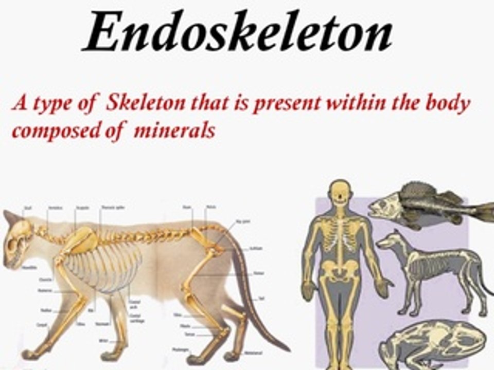 Function of skeleton endoskeleton bone video dailymotion