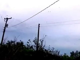 Une Pluie d'Araignée au Brésil !!