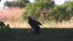 Eagle Vs Snake Fighting - Animal Fighting -