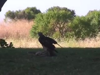 Eagle Vs Snake Fighting - Animal Fighting -
