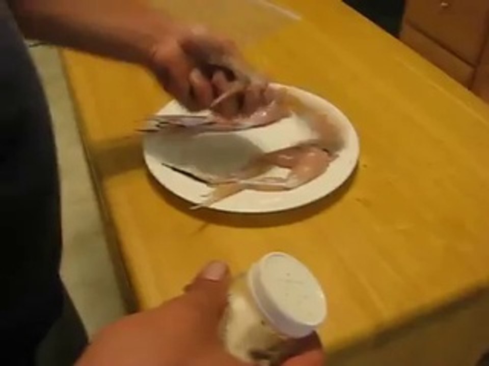 Le Sel fait Danser les Pattes de Grenouilles !!