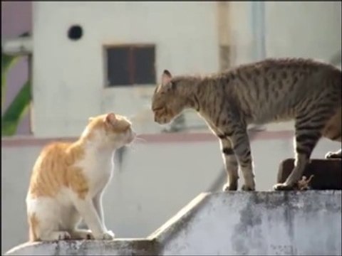 Parole De Chat Les Gros Mots Video Dailymotion