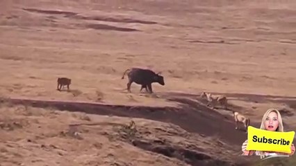 Buffalo Mother Fight Off 03 Lions Bid To Save Her Baby -