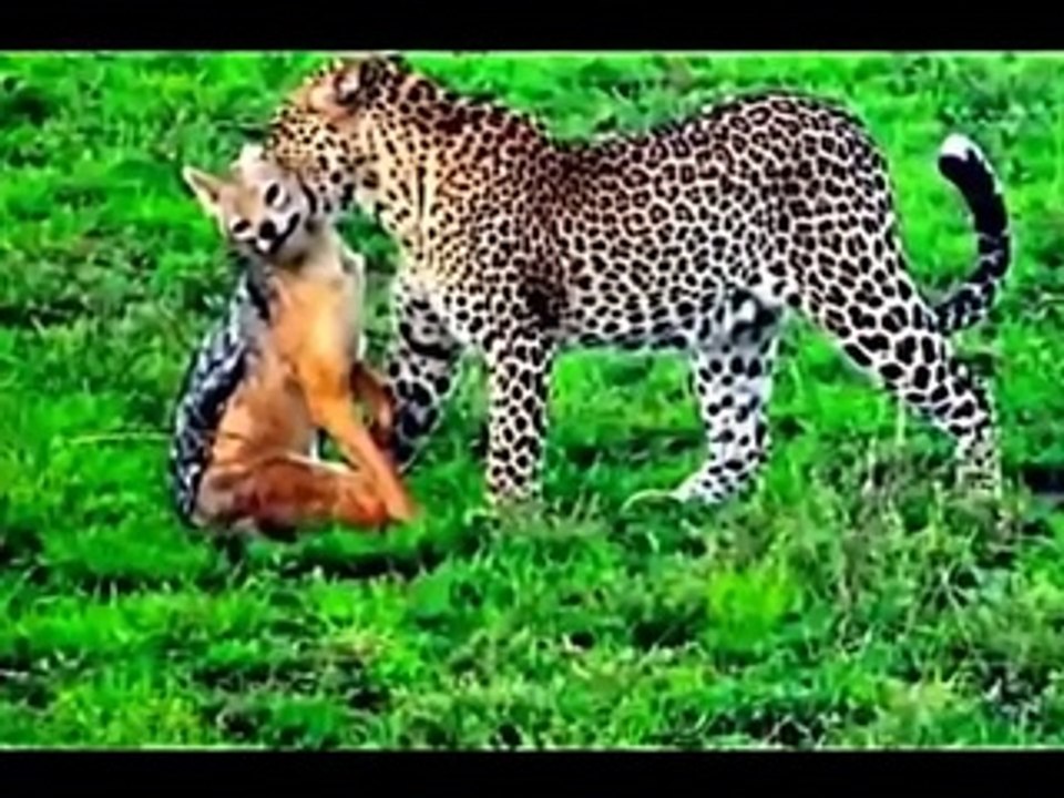 Leopard vs .Eagle vs. Lion - Animal Fighting Video 2015 -