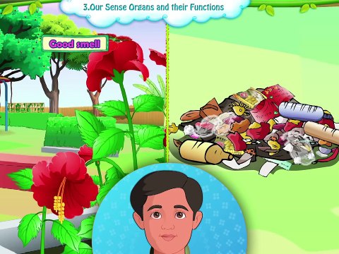 Learn Grade 1 - EVS - Our Sense Organs And Their Functions Standard