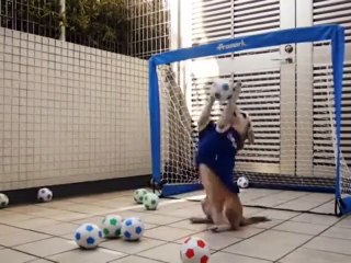 goal keeper dog must watch