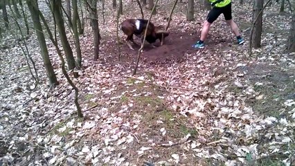 A sheep stuck in a tree