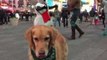 Fritz the Food-Catching Golden Visits Times Square