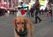 Fritz the Food-Catching Golden Visits Times Square