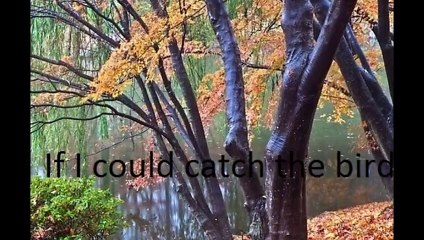 Lalon- How does the strange bird