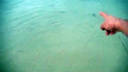 Big Crabs Just Meters From The Shore