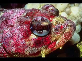 Quran Mishary Rashid Al-Afasy -  Ar-Rahman (The Beneficent)