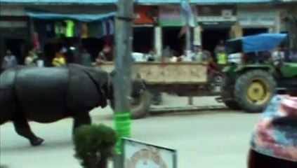Népal : un rhinocéros sème la panique dans une ville et tue une femme