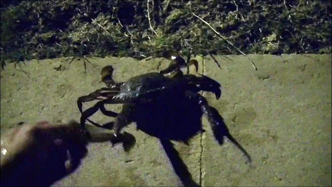 Crab bites my finger! video Dailymotion
