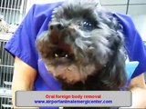 Removal foreign body from a dogs in United States | Mangoworms And Botfly