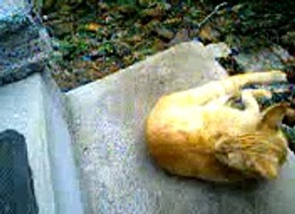 Cute cat on my doorstep