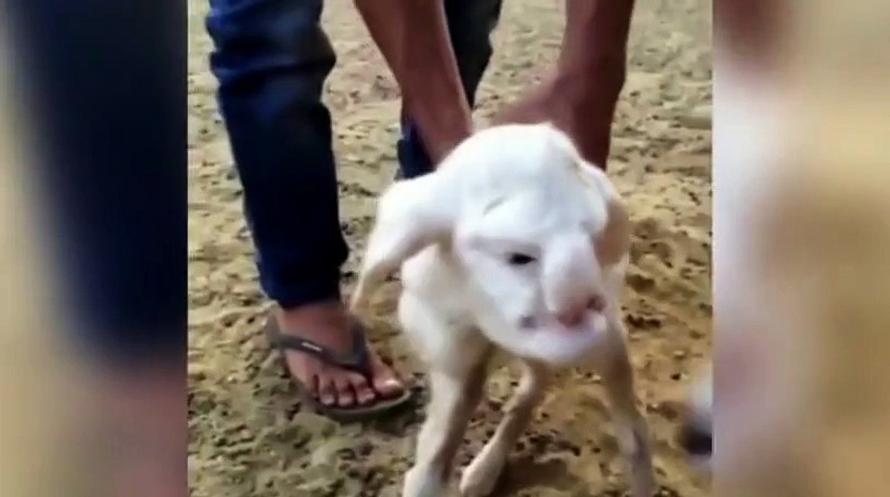 Lamb with human-like features including eyes, nose and mouth is born on a farm in Russia