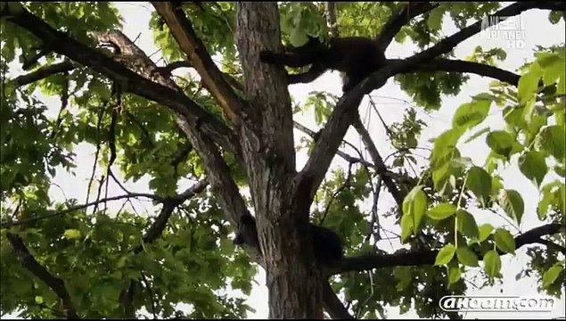 السلسلة الوثائقية روسيا البرية Wild Russia - الحلقة الثانية بريموري - Primorye