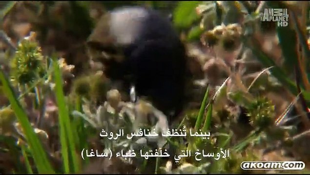 السلسلة الوثائقية روسيا البرية Wild Russia - الحلقة الرابعة إقليم القوقاز - Caucasus