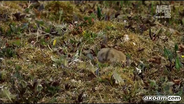 السلسلة الوثائقية روسيا البرية Wild Russia - الحلقة الخامسة القطب الشمالي - Arctic