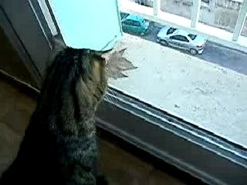 La feuille, je veux cette feuille !!