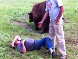 Grizzly Bear And His Trainer Wrestle On The Ground