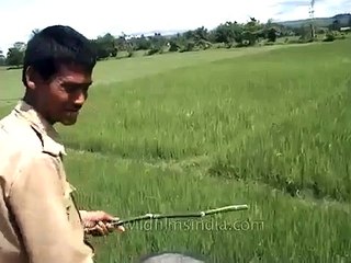 Un tigre attaque un homme -