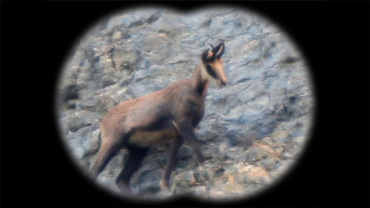 Chamois bas dorés, Aigles haut perchés