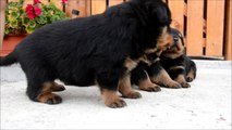 Puppies Rottweiler - Lusi Vom Beni (Miereschhall Kennel)
