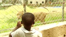 Côte d'Ivoire : au zoo, les lions, symbole de l'après-crise