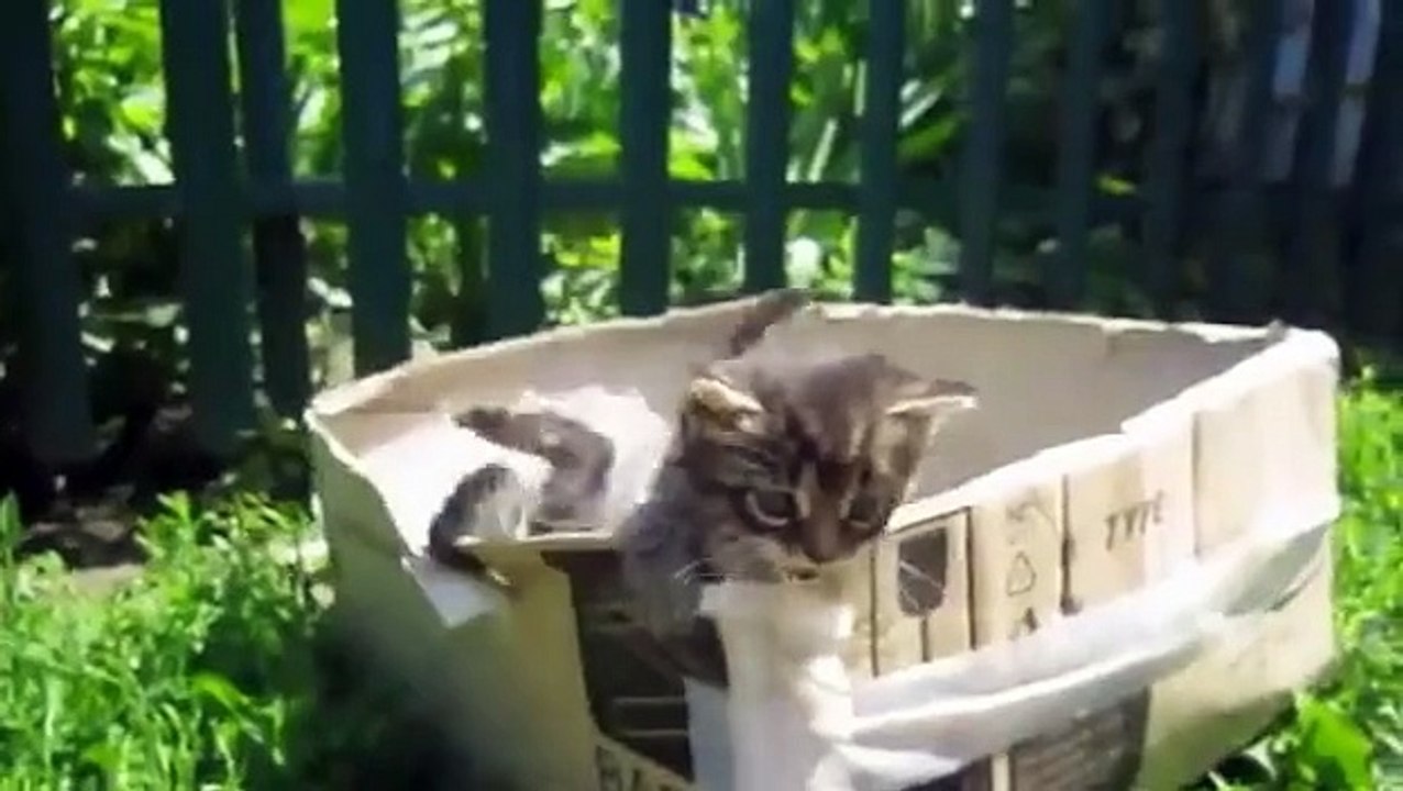 Super Funny Cat Videos