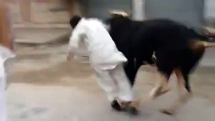 Very Funny can't control cow on Eid-ul-Azha