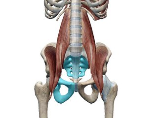 psoas-bassin