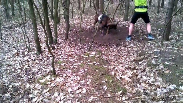 Un homme libère un mouflon coincé dans un arbre