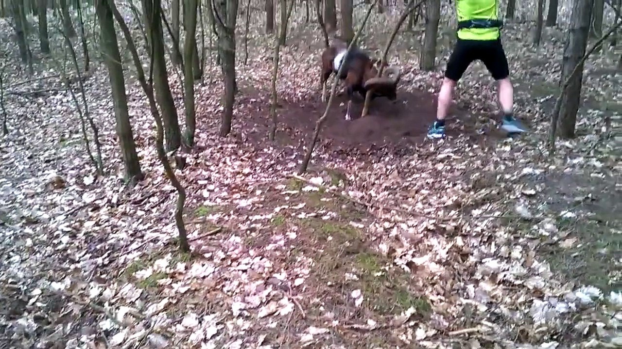 Un homme libère un mouflon coincé dans un arbre