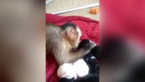 Un singe caresse affectueusement une portée de chiots