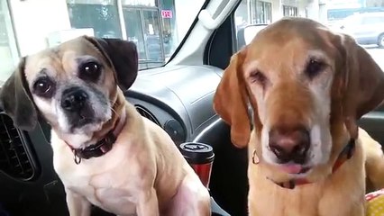 2 dogs 1 ice cream...PERFECT!!! LMAO